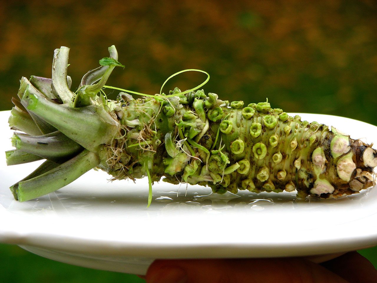 11 Amazing Health Benefits of Wasabi Natural Food Series